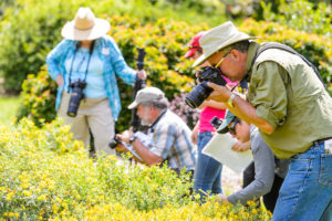 Participants take photos of bees during a bumble bee monitoring workshop at the University of Wisconsin-Madison Arboretum on July 6, 2017. The workshop provided instruction on how to photographically document bumble bees for survey and monitoring use. (Photo by Bryce Richter / UW-Madison)
